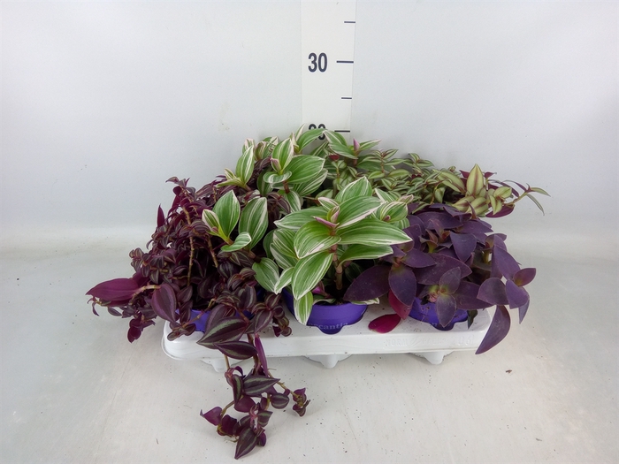 <h4>Tradescantia   ...mix</h4>