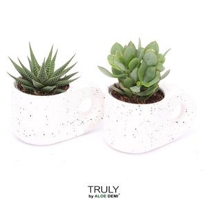 TRULY succulent, Penguin pot White