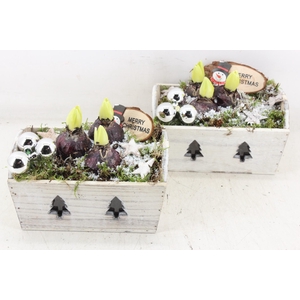 arr4 Hyacint JS - Hout kist christmas