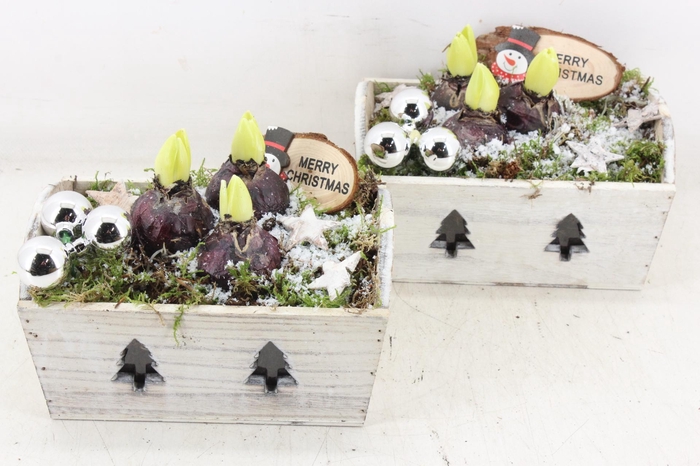 <h4>arr4 Hyacint JS - Hout kist christmas</h4>