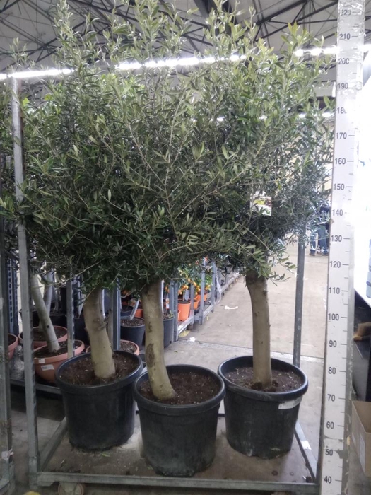 <h4>Olea europaea</h4>