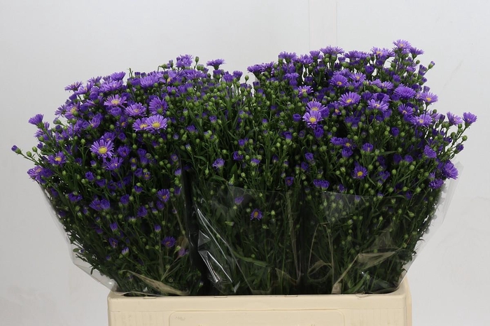 <h4>Aster Casamare</h4>