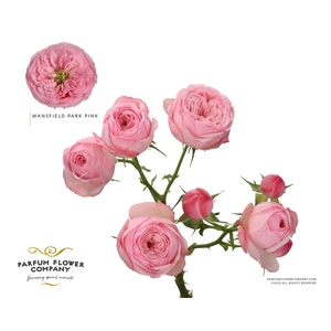 Rosa Spray Garden Mansfield Park Pink