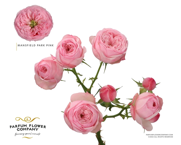 <h4>Rosa Spray Garden Mansfield Park Pink</h4>