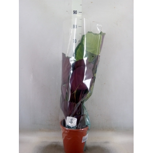 Calathea   ...mix