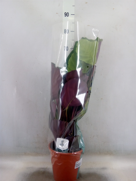 <h4>Calathea   ...mix</h4>