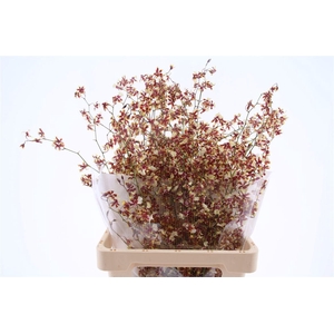 Oncidium Tolumnia M