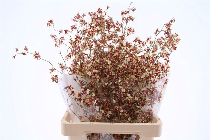 <h4>Oncidium Tolumnia M</h4>