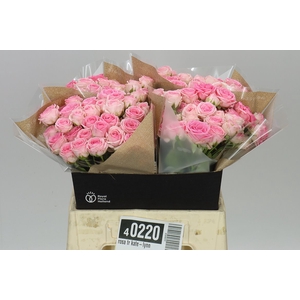 Rosa Tr Kate-lynn