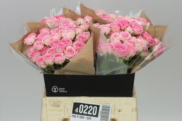 <h4>Rosa Tr Kate-lynn</h4>
