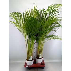 Dypsis lutescens   ...Chrysalidoca