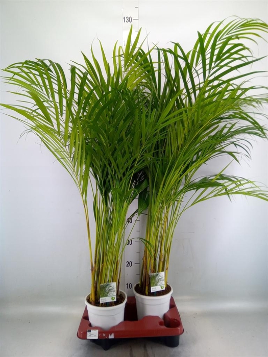 <h4>Dypsis lutescens   ...Chrysalidoca</h4>