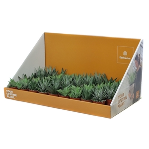 Haworthia mix 5,5 cm in grote showdoos your lifetime plant