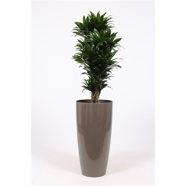 <h4>Dracaena Compacta in Santorini pot "taupe"</h4>