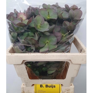 HELL FRK PENNYS PINK