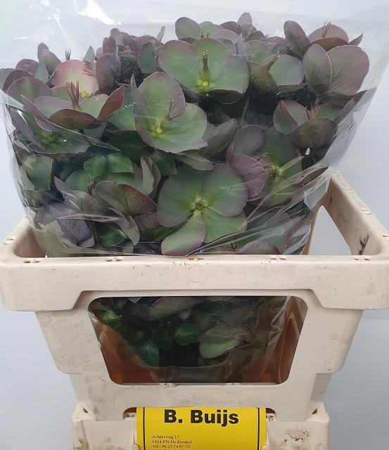 <h4>HELL FRK PENNYS PINK</h4>