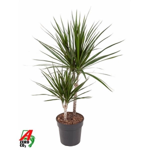Dracaena marginata