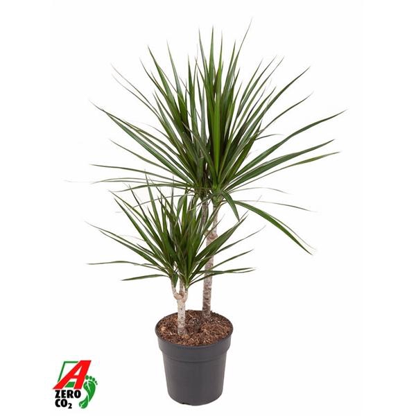 <h4>Dracaena marginata</h4>