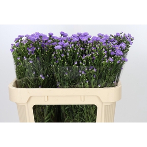 Aster Cassandra