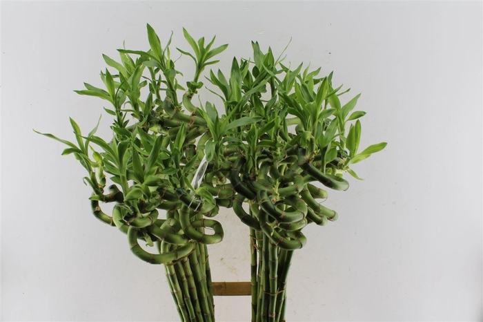 <h4>Drac S Lucky Bamboo</h4>