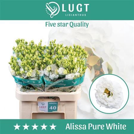 <h4>Eus G Alissa Pure White</h4>