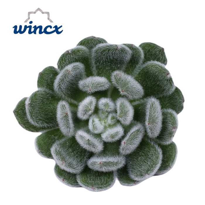Echeveria Green Velvet Cutflower Wincx-10cm