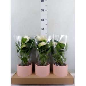 Anthurium  'Karma White'