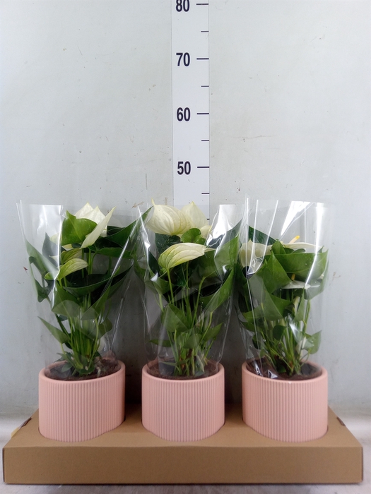 <h4>Anthurium  'Karma White'</h4>