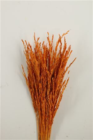 Dried Rice Oryza Orange Bunch