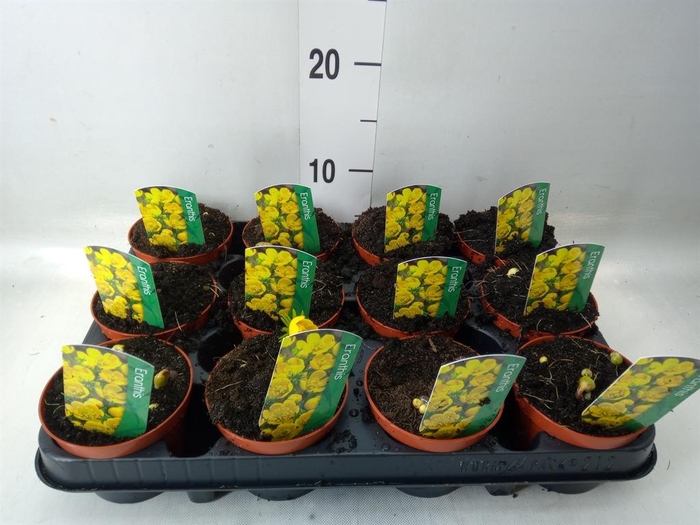 <h4>Eranthis hyemalis</h4>