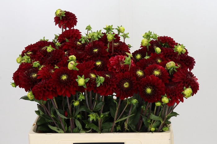 <h4>Dahlia Red Fox</h4>