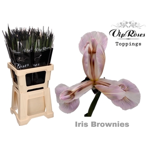 Iris Vip Brownies