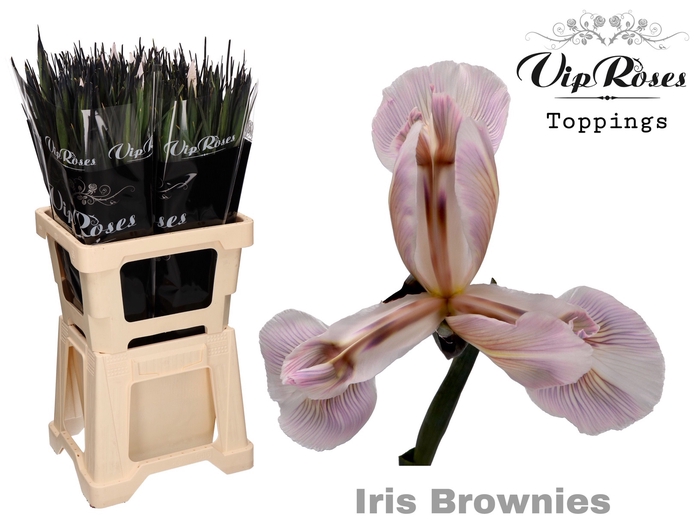 <h4>Iris Vip Brownies</h4>