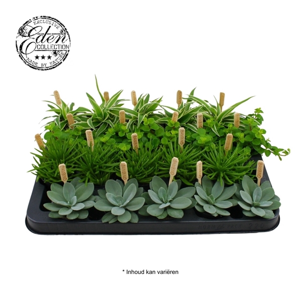 <h4>Gemengde tray 5,5cm Mix A</h4>