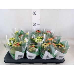 Kalanchoe blos. 'RosDon Collection'