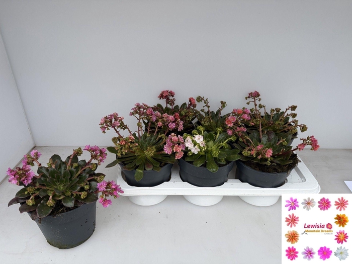 <h4>LEWI MOU DREAMS GEM</h4>