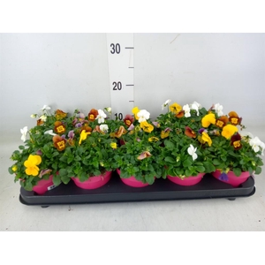 Viola corn. 'Evo Mini MM Vegas'