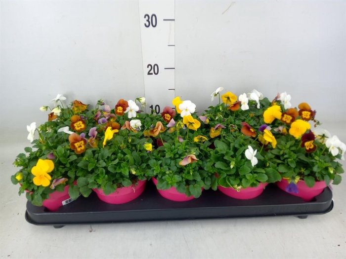 <h4>Viola corn. 'Evo Mini MM Vegas'</h4>