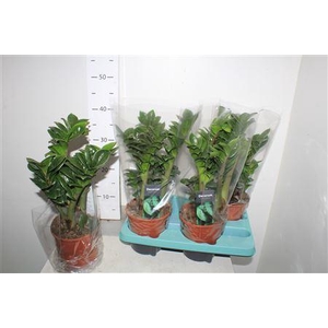 Zamioculcas Zenzi 4+