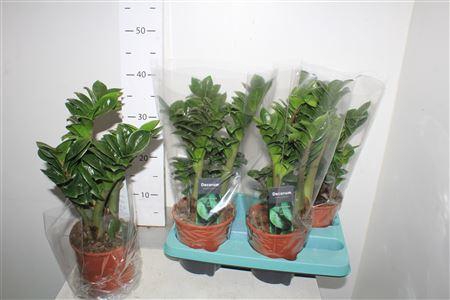 <h4>Zamioculcas Zenzi 4+</h4>