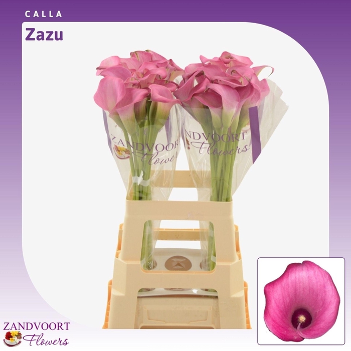 <h4>Calla Zazu</h4>