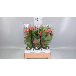 Anthurium andr. 'Pink Champion'