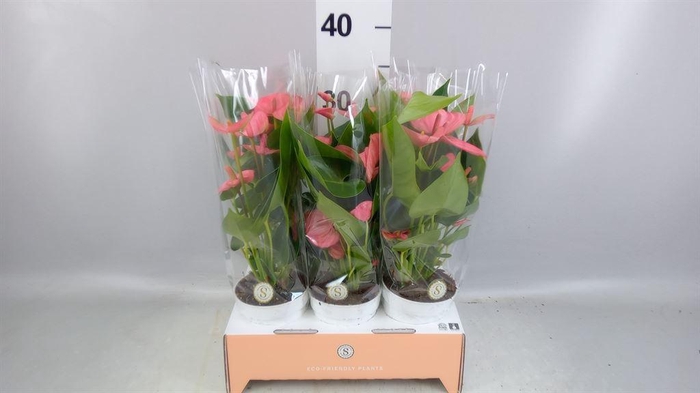<h4>Anthurium andr. 'Pink Champion'</h4>