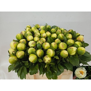 PAEO LEMON CHIFFON
