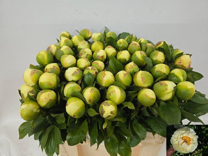 <h4>PAEO LEMON CHIFFON</h4>