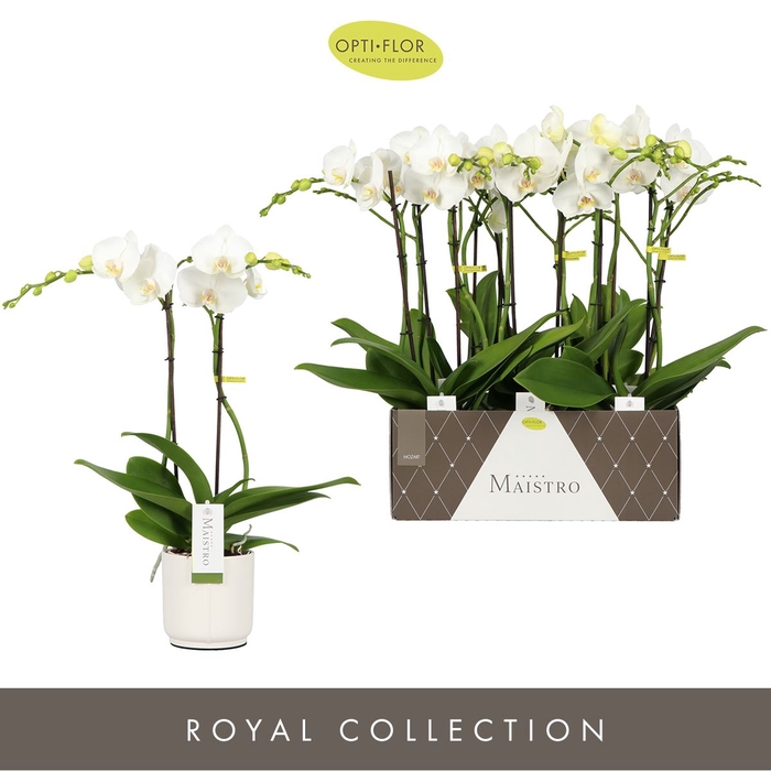 <h4>Phalaenopsis wit meer takken</h4>
