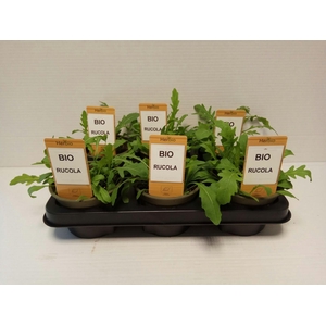 Rucola P12 HERBIO steker