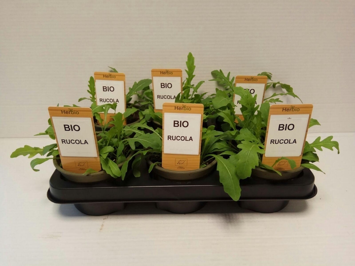 <h4>Rucola P12 HERBIO steker</h4>