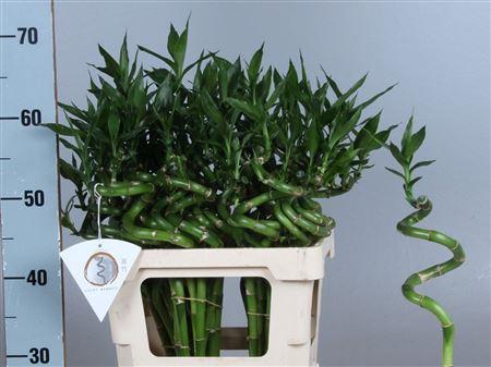 <h4>Drac Lucky Bamboo</h4>