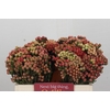 Kaaps Groen Red Brunia